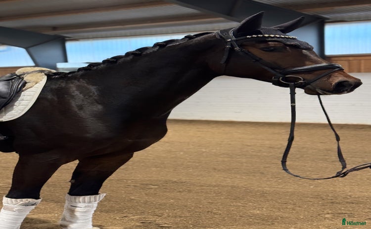  hästar i Sparreholm - Annons 12