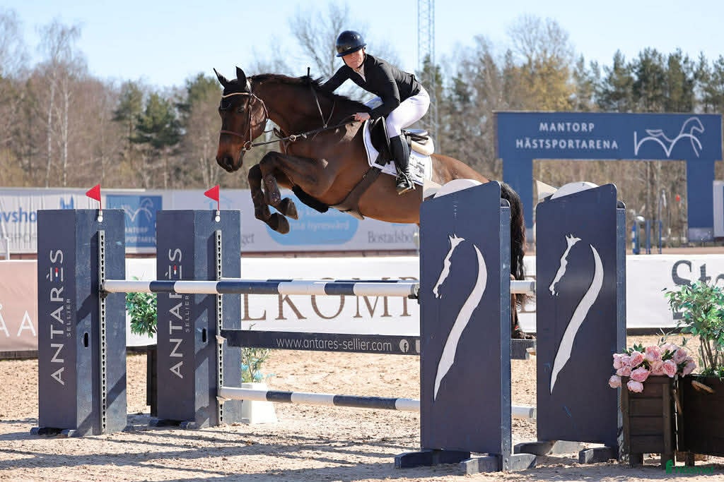 Hoppning hästar till salu: Hopphäst / Allround - Annons 1