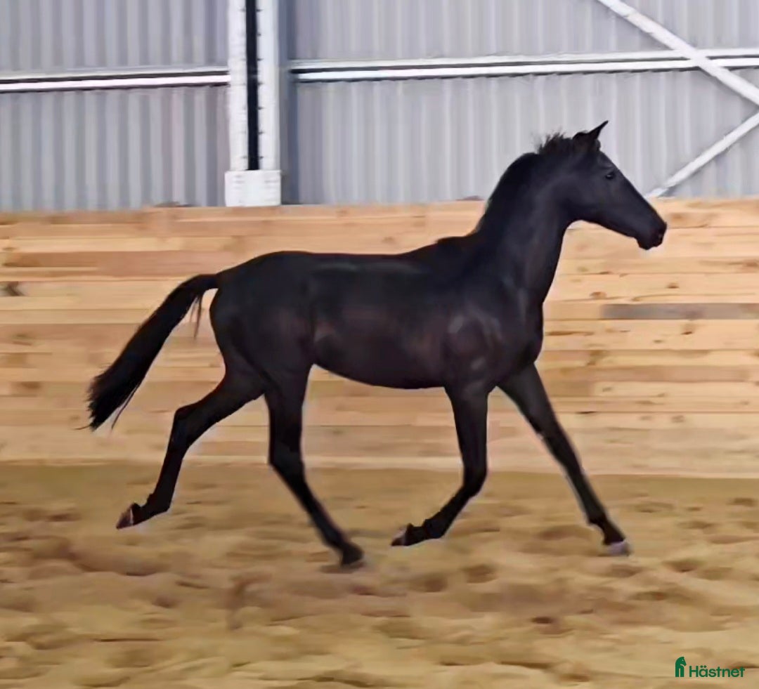  hästar Käck 2 åring! - Annons 13