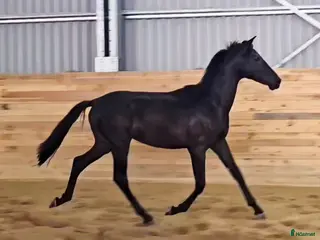 hästar Käck 2 åring! - Annons 13