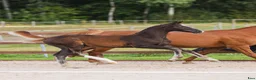 Hoppning hästar till salu: Toppstammad hingst föl syskon i svår klass  - Annons 2