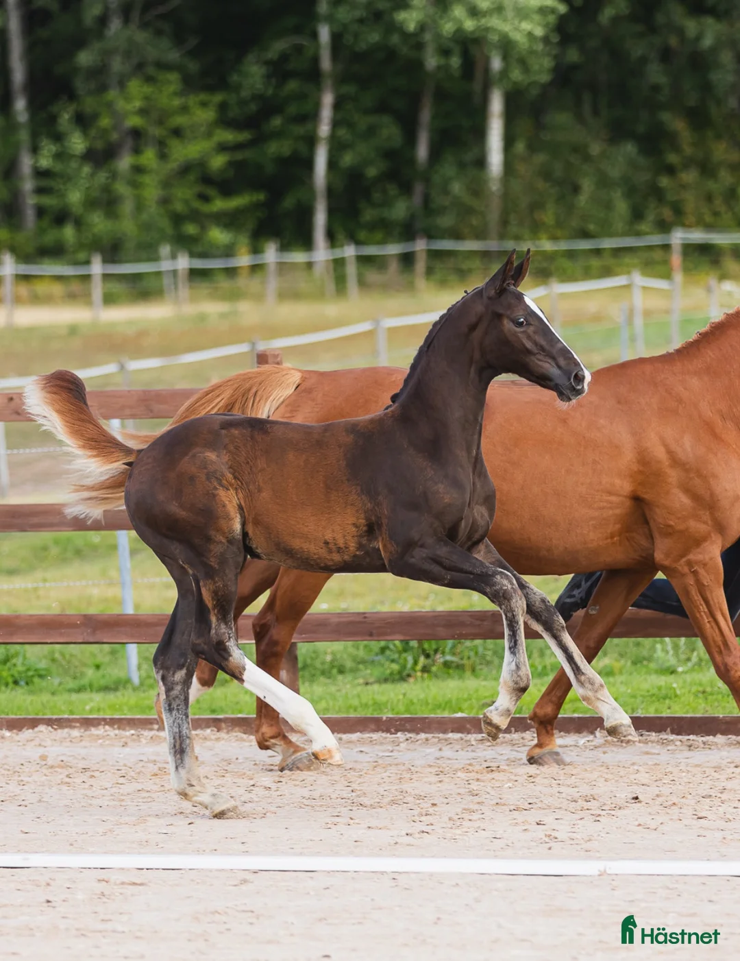 Hoppning hästar till salu: Toppstammad hingst föl syskon i svår klass  - Annons 2