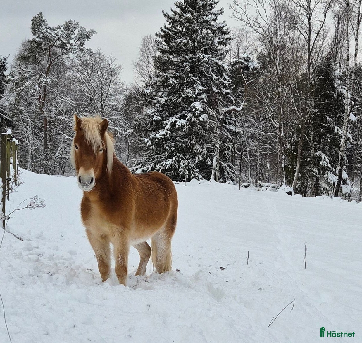  medryttarhäst finnes: 4årigt Russ söker medryttare - Annons 21