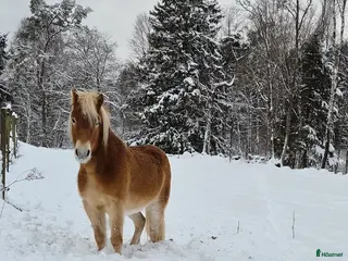 medryttarhäst finnes: 4årigt Russ söker medryttare - Annons 21