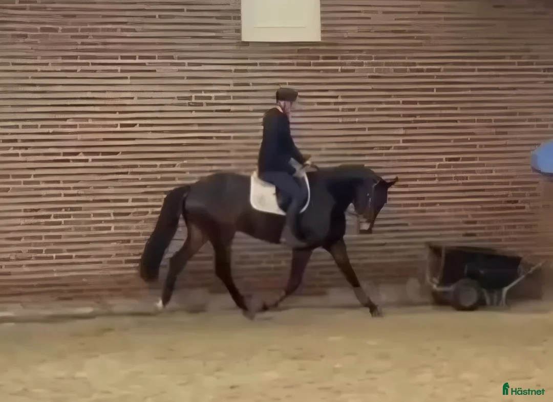 Allround hästar till salu: Stabil 5års valack allround ev byte - Annons 4