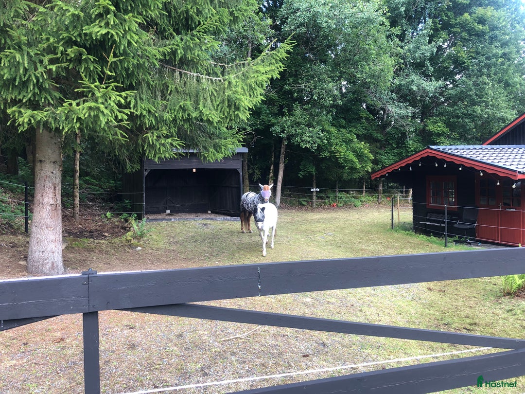 Island hästar sökes: 🐴Islandshäst Valack🐴 i Mölnlycke - Annons 9