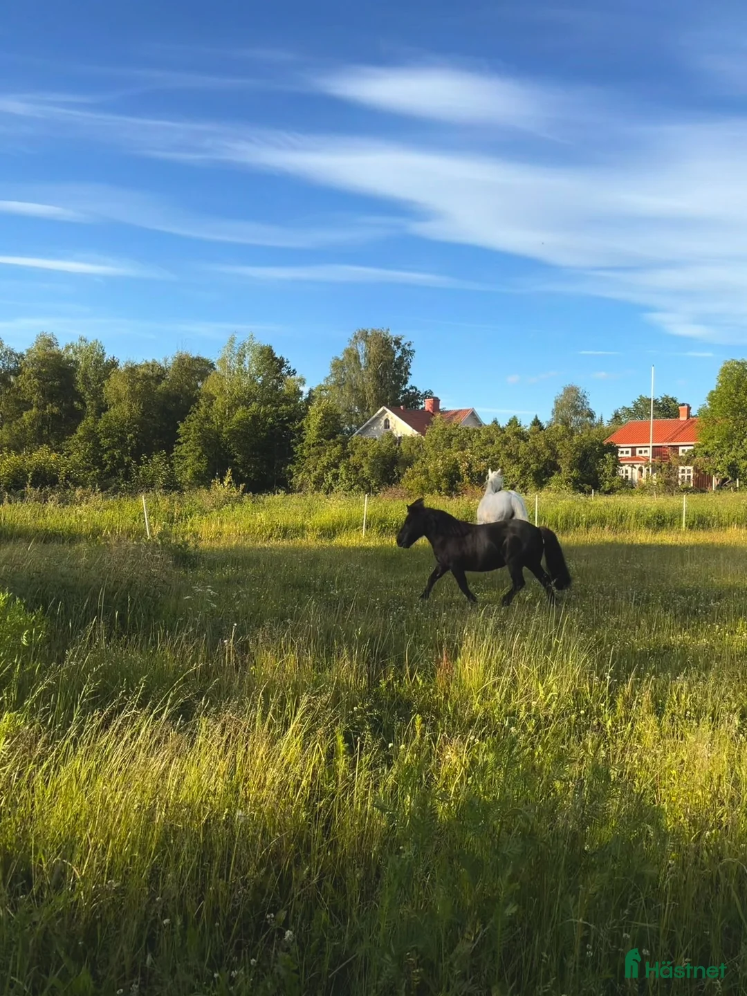 Övrigt hästar till salu: Snäll C-ponny - Annons 13