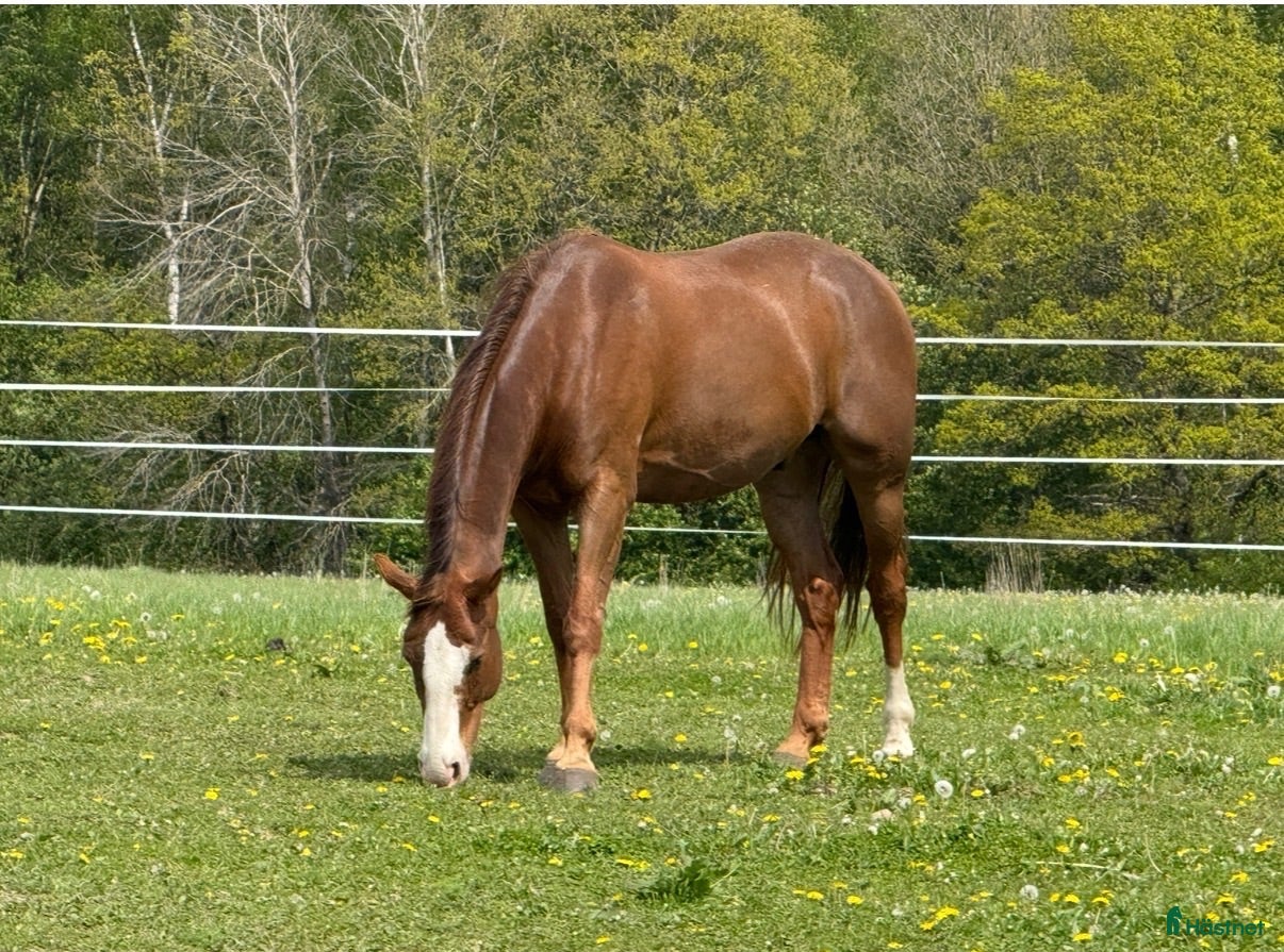  stallplats Stallplats på anläggning att längta till!  - Annons 1