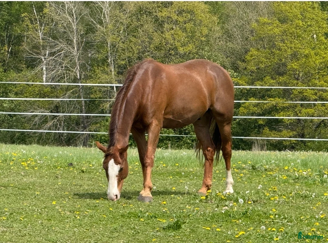  stallplats finnes: Stallplats på anläggning att längta till!  i Kågeröd - Annons 1