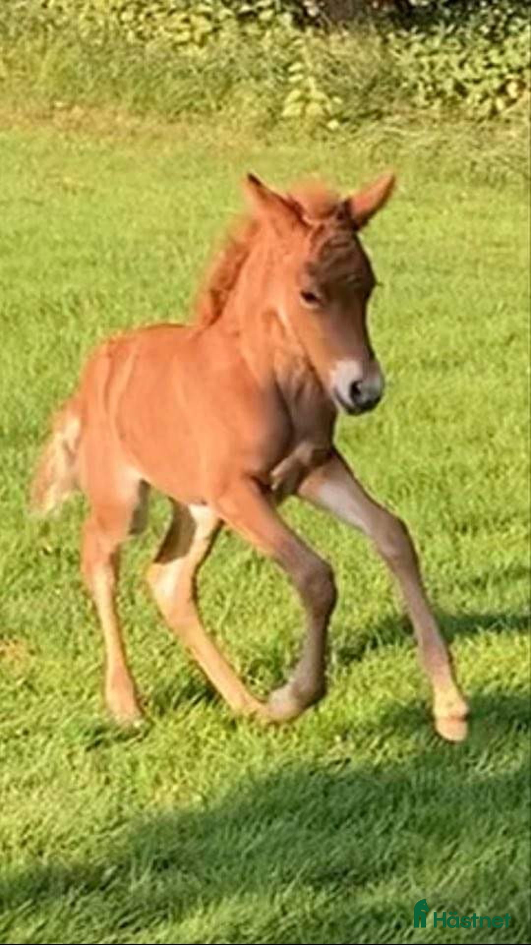 Island hästar till salu: Underbart ungsto! i Skepplanda - Annons 14