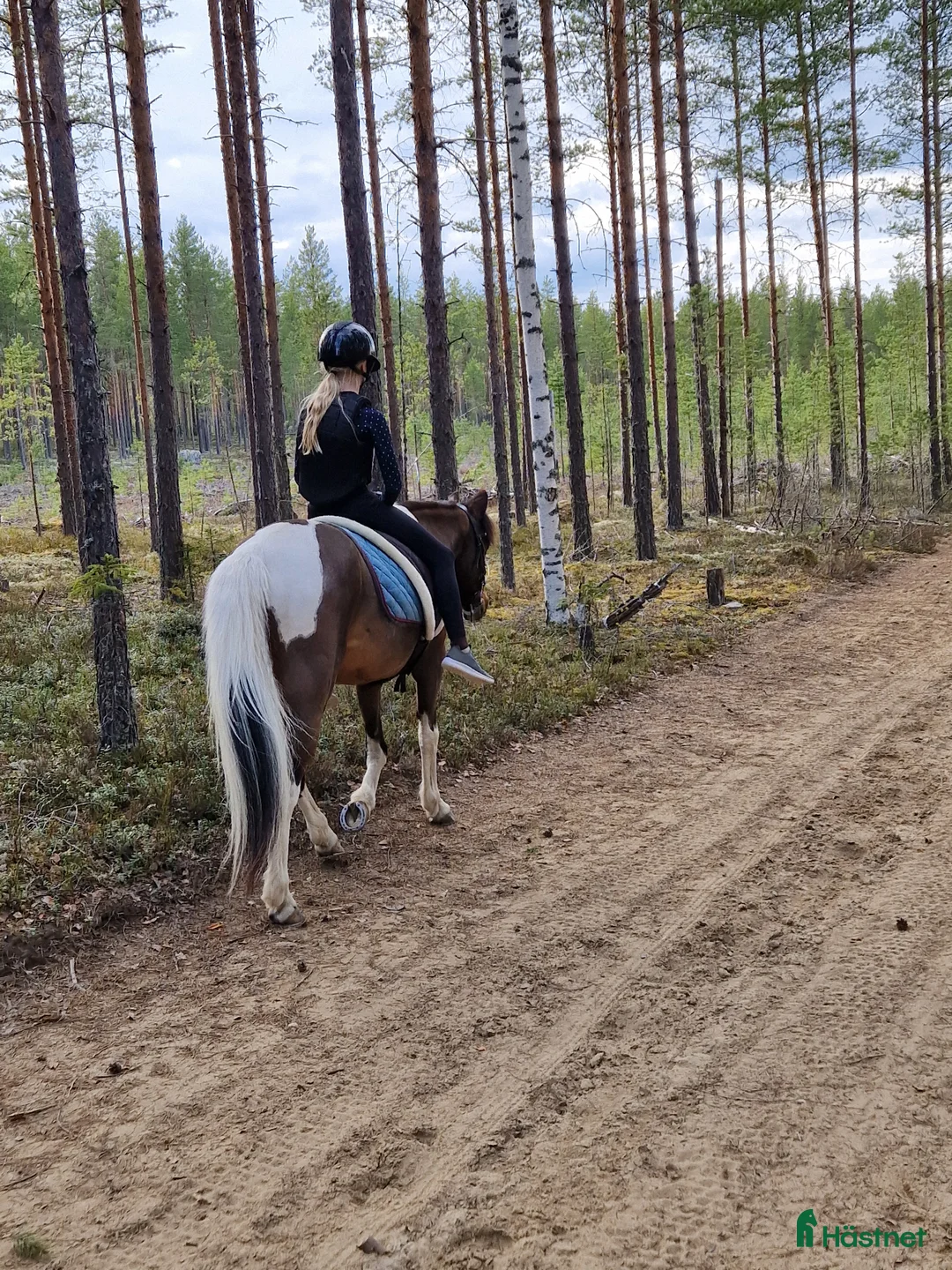 Hoppning hästar till salu: Allroundponny med utstrålning🐴 - Annons 5