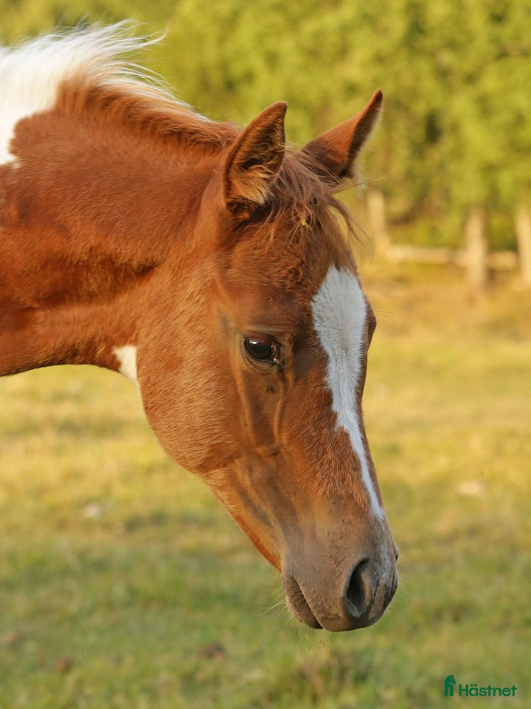 Western hästar till salu: Höstrea på Kungsvikstorp i Åtvidaberg - Annons 18