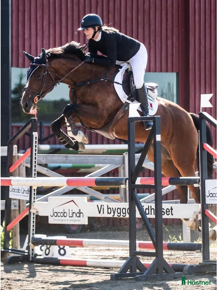  hästar Toppstammad tävlingshäst - Annons 13