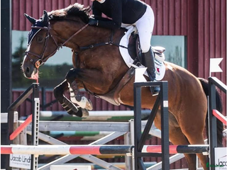 hästar Toppstammad tävlingshäst - Annons 13