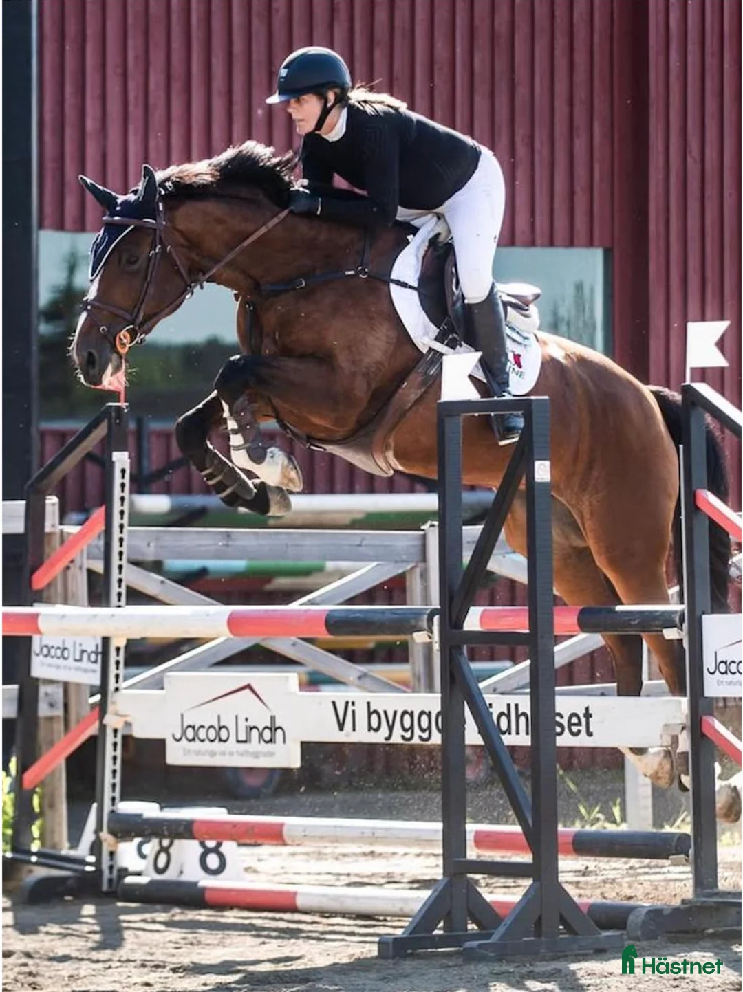 Hoppning hästar till salu: Toppstammad tävlingshäst - Annons 2