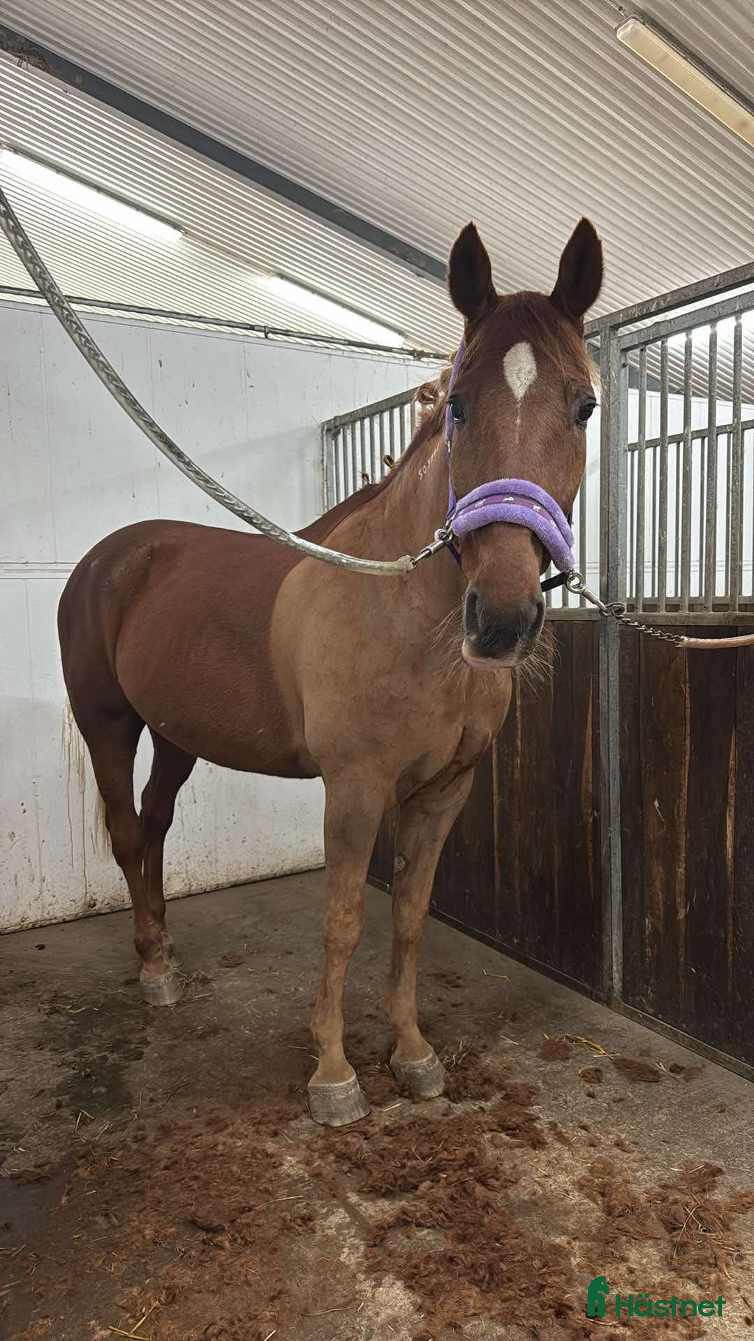  hästar Fin ridtravare i Ekeby - Annons 2