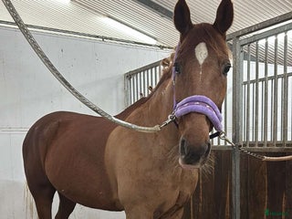 hästar Fin ridtravare i Ekeby - Annons 2