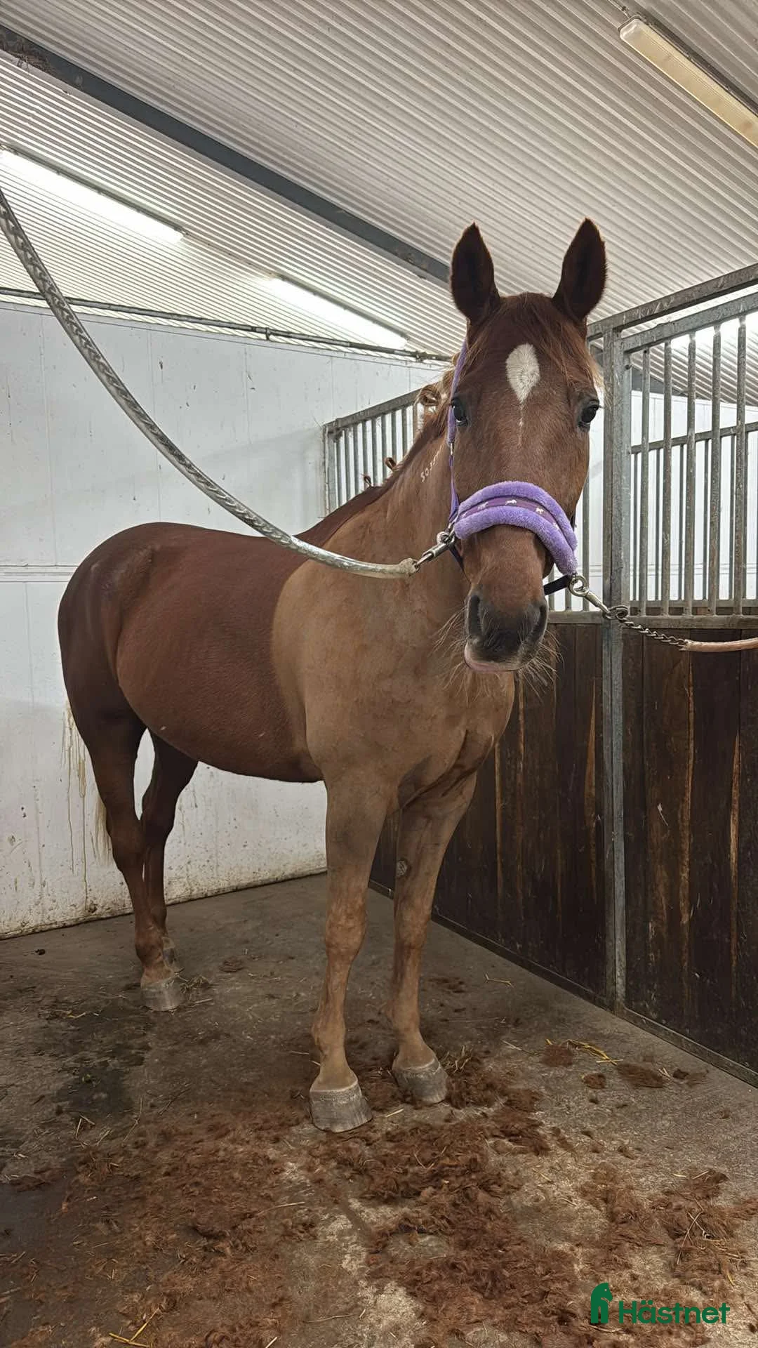 Allround hästar till salu: Fin ridtravare (sänkt pris) - Annons 1