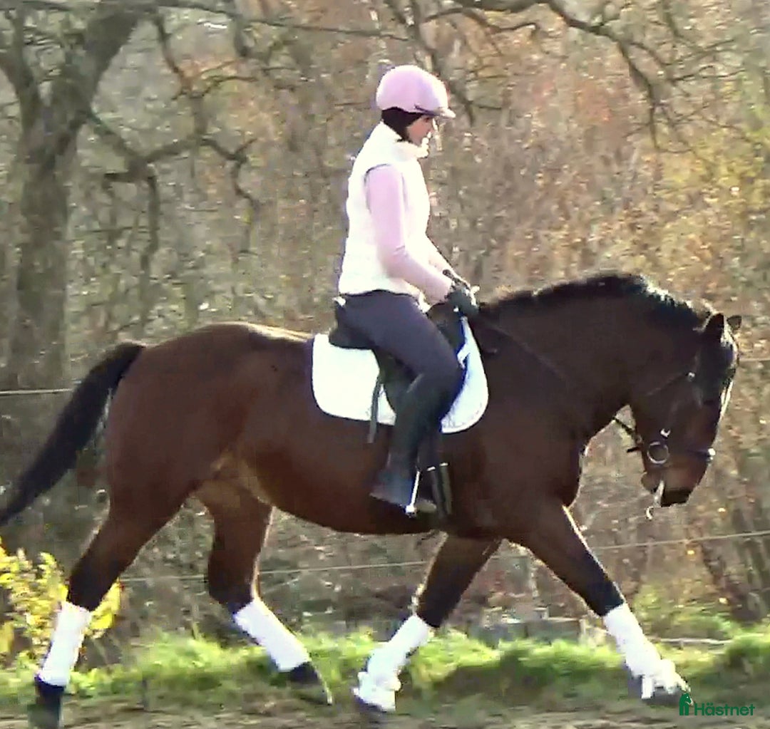 Allround hästar till salu: Gorgeous, sweet and ready for anything allrounder i Örsundsbro - Annons 13