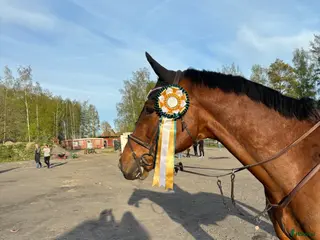 hästar Läromästare - Annons 17