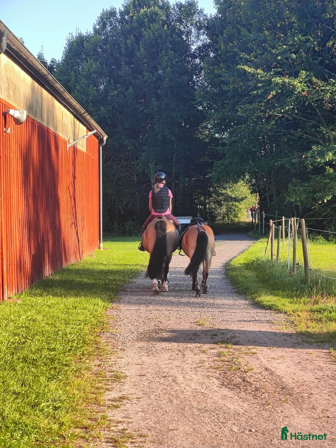  foderhäst finnes: D-ponny söker fodervärd  i Grästorp - Annons 1