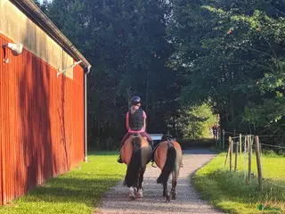 foderhäst D-ponny söker fodervärd - Annons 5