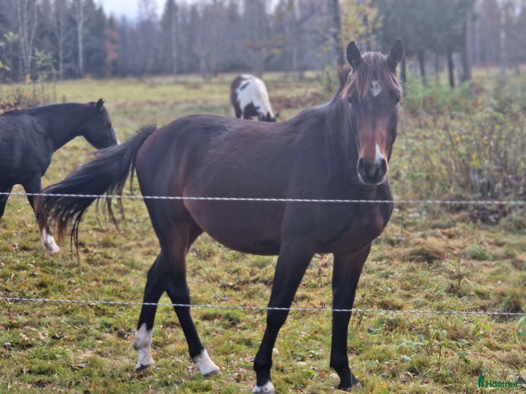 Hoppning hästar till salu: Tömkörd longerad köshoppad i Vintrosa - Annons 5