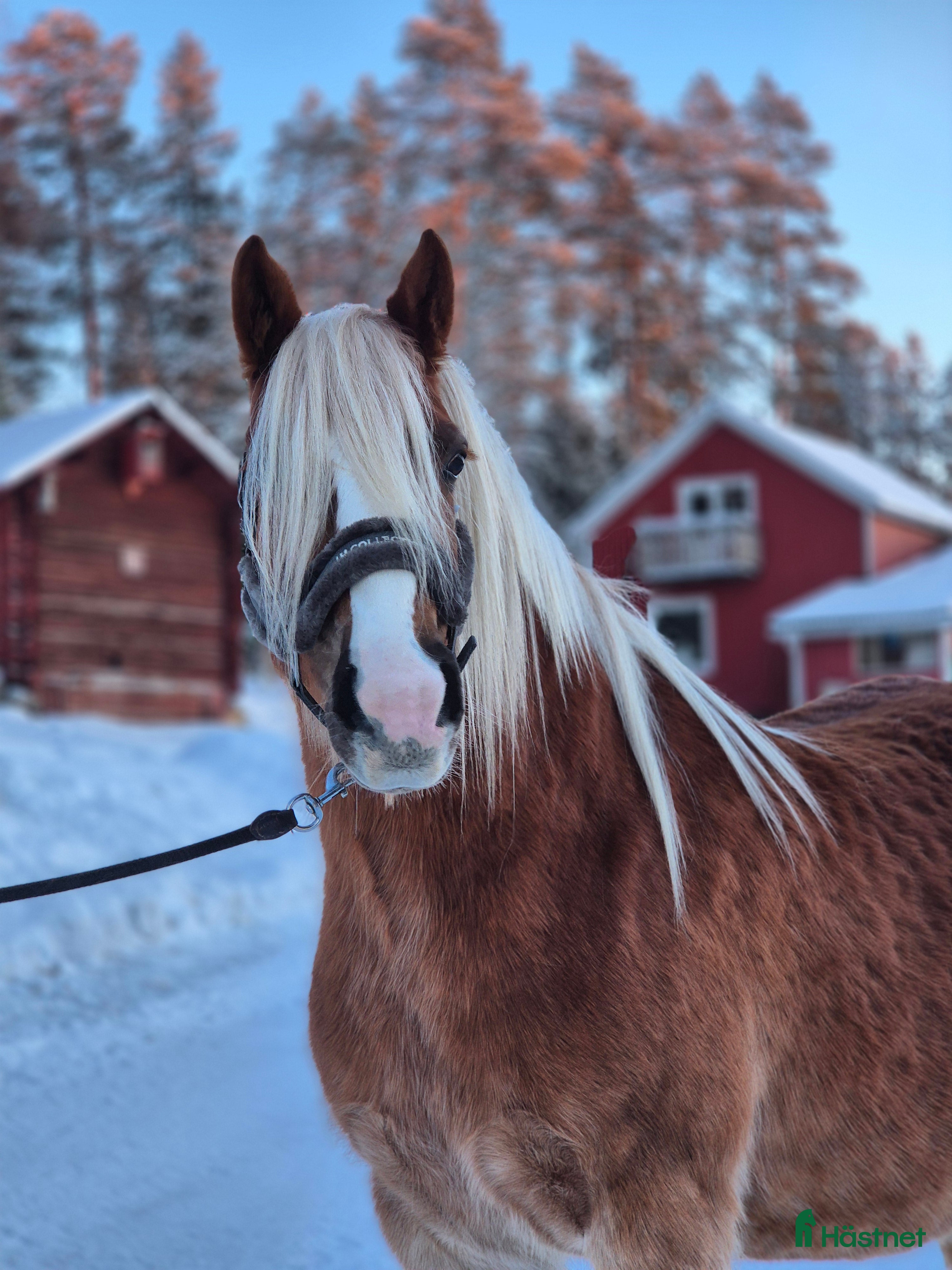  hästar Korsningssto  - Annons 14