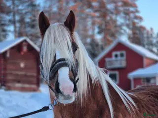 hästar Korsningssto - Annons 14
