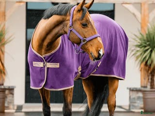 Täcken hästutrustning Amigo Fleece Cooler täcke i stl 145 i Sidensjö - Annons 13