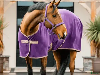 Täcken hästutrustning till salu: Amigo Fleece Cooler täcke i stl 145 i Sidensjö - Annons 2