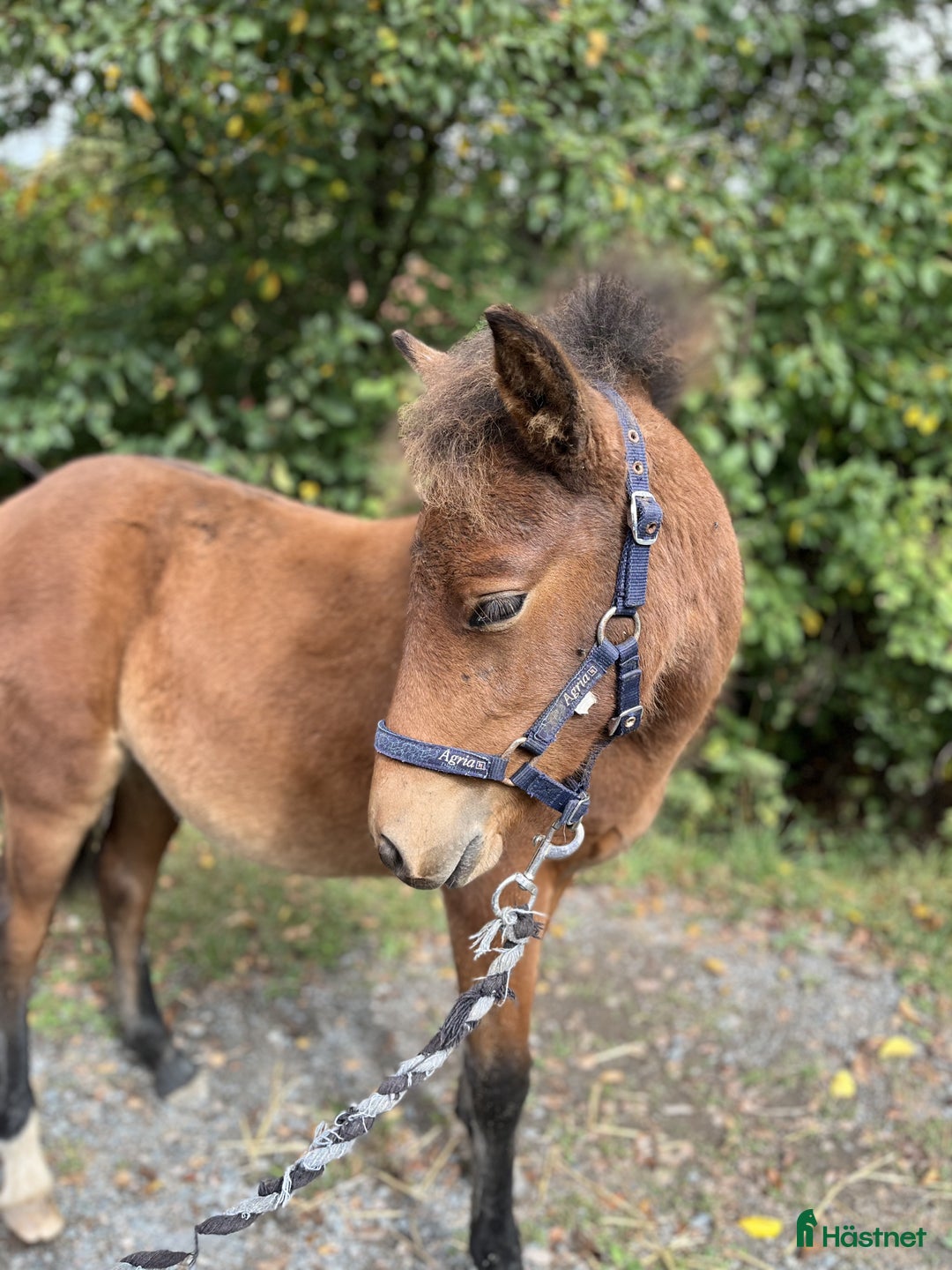 Trav hästar till salu: Trevligt stoföl i Lidköping - Annons 3