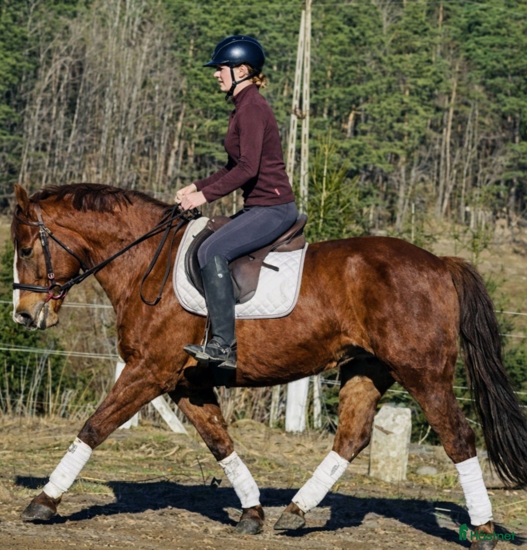  hästar Fantastic D pony for everybody - Annons 1