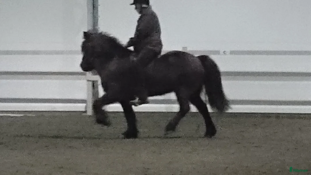  hästjobb finnes: Jobb på islandshästgård! - Annons 2