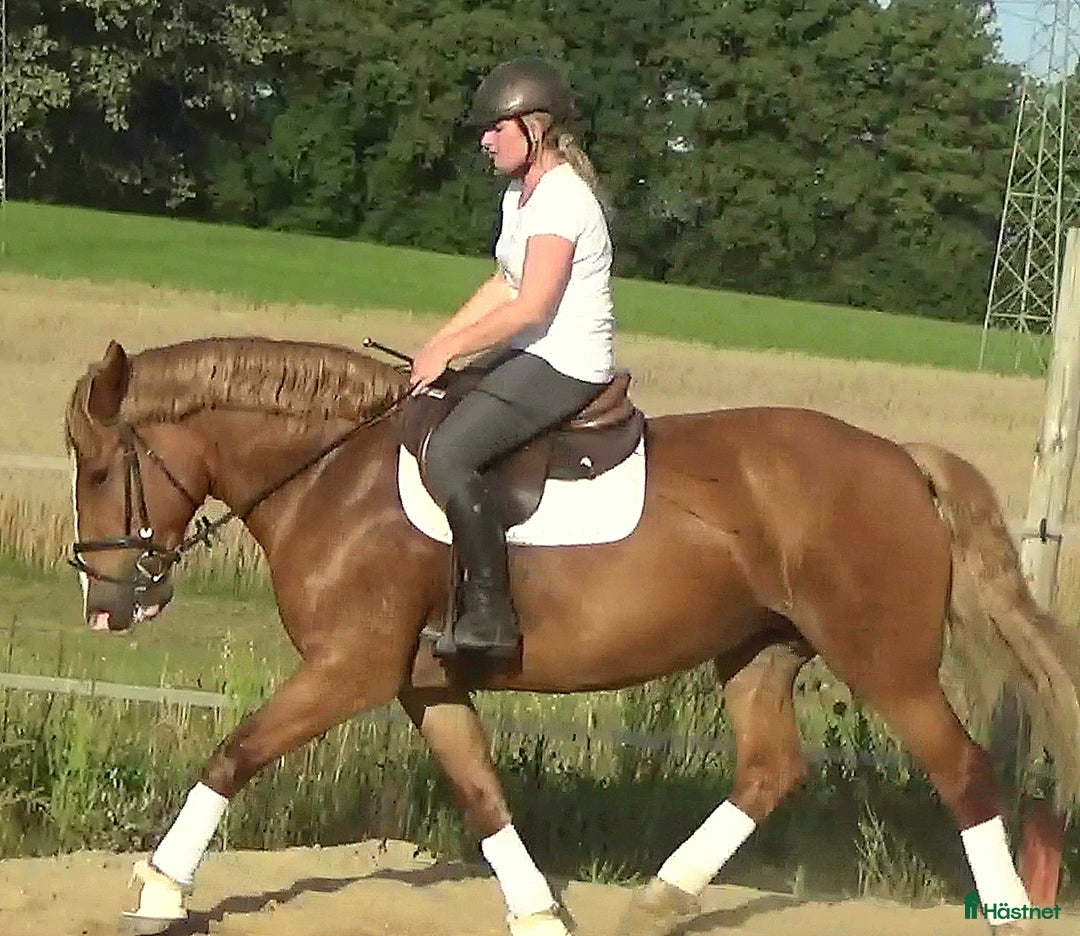 Allround hästar till salu: Fantastic bombproof Princess i Örsundsbro - Annons 6