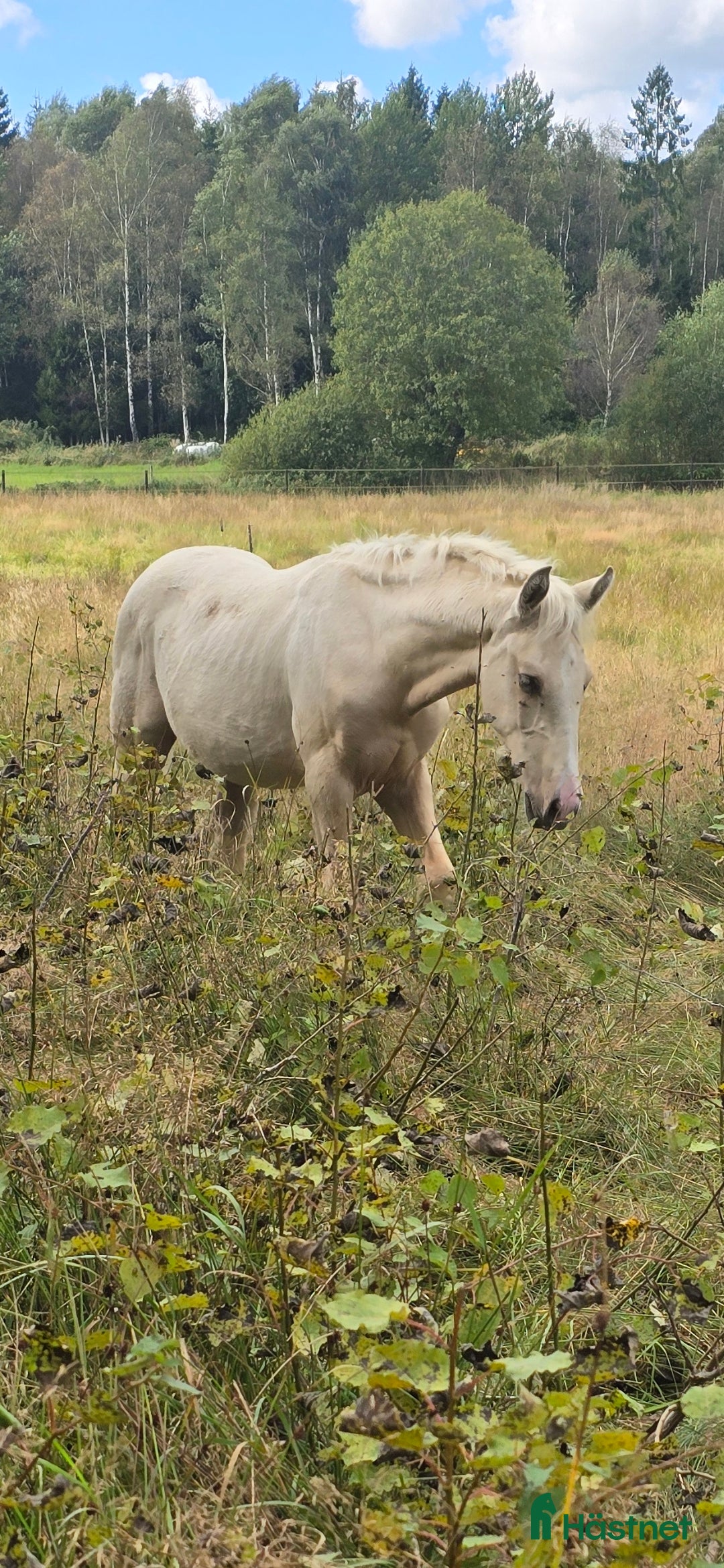Dressyr hästar till salu:  PRE kille för den kräsna 💙 Palomino. Passa på i Veddige - Annons 2