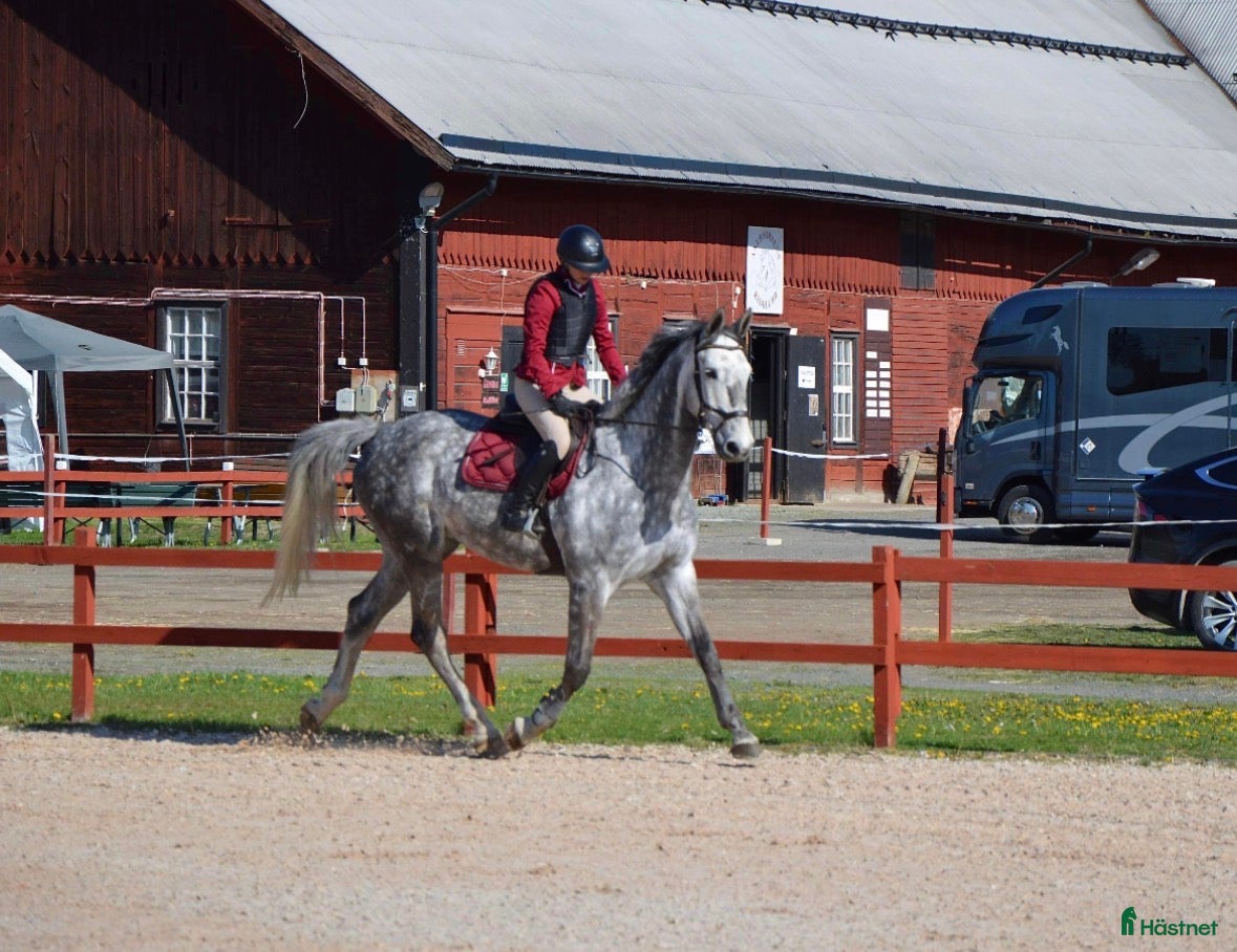  hästar Underbar Valack i Aneby - Annons 3