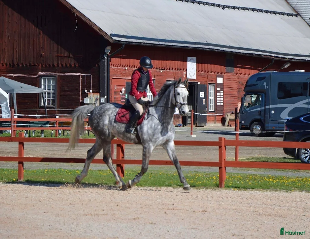 Hoppning hästar till salu: Underbar Valack i Aneby - Annons 1