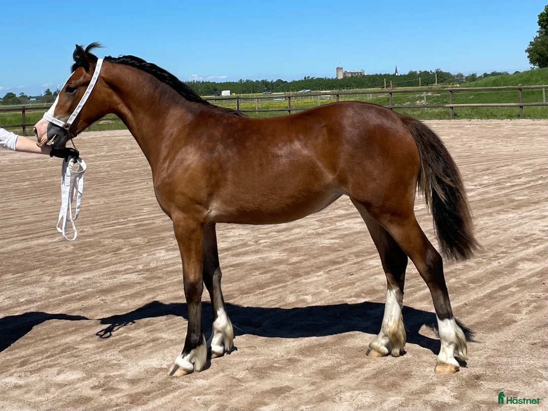 Allround hästar till salu: Femårigt welsh cob sto med framtiden för sig i Partille - Annons 4