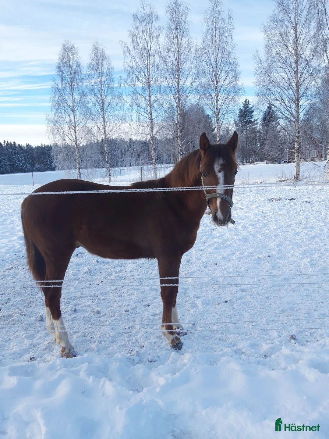 Allround hästar till salu: Mosslunda POMMAC (morgan/connemara) i Skellefteå - Annons 6