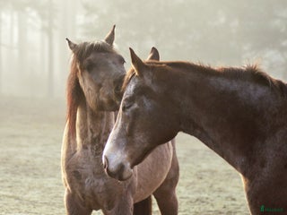 stallplats AKUT lösdrift SÖKES i Mönsterås - Annons 14