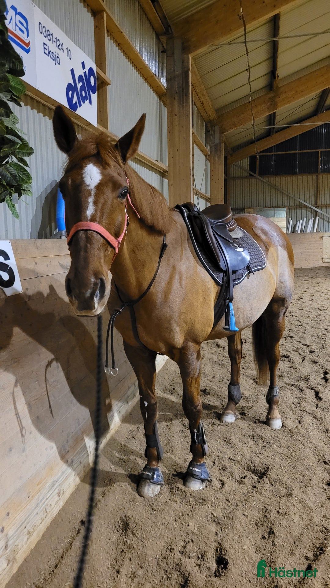 Allround hästar till salu: *RESERVERAD*Trygg hobbyhäst i Eksjö - Annons 3