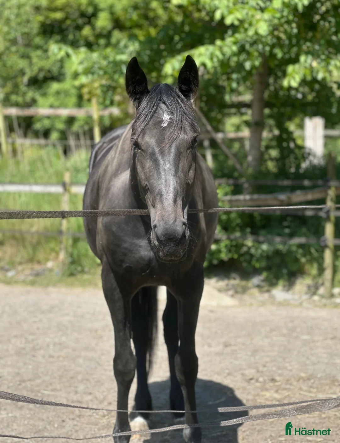 Allround hästar till salu: Fantastisk ung tjej med stor potential i Lödöse - Annons 3