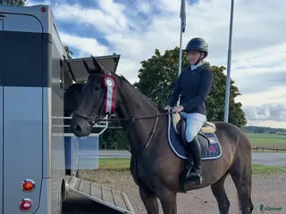 hästar Bästavän till hoppning/fälttävlan i Ljungby - Annons 13