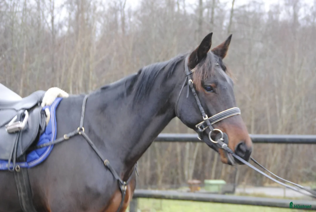 Allround hästar till salu: Snäll travhäst i Odensbacken - Annons 3