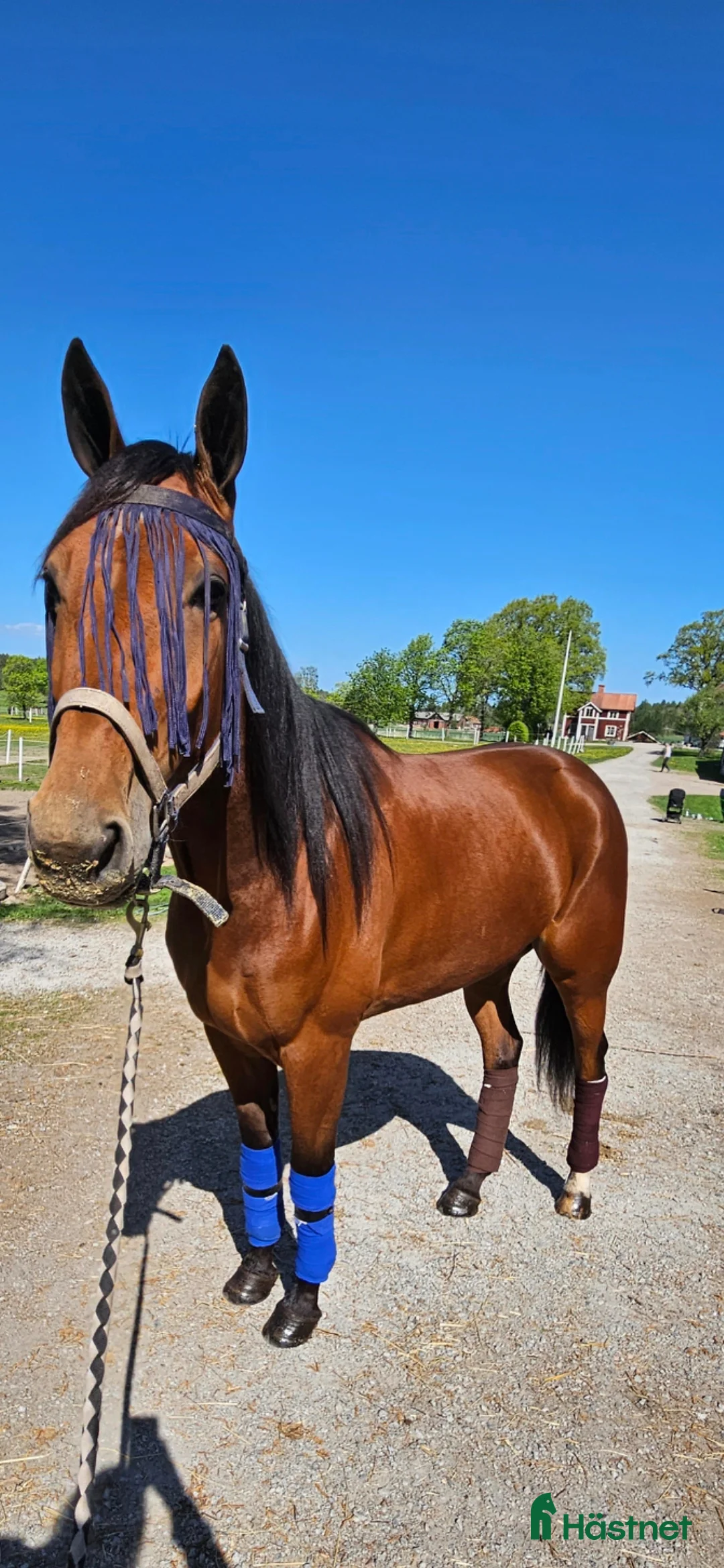 Trav hästar till salu: 7 årigt Avelsto - Annons 3
