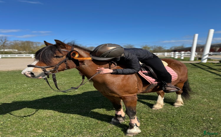  hästar i Mörbylånga - Annons 15