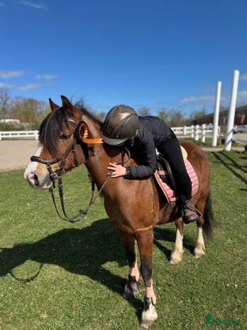 hästar i Mörbylånga - Annons 15