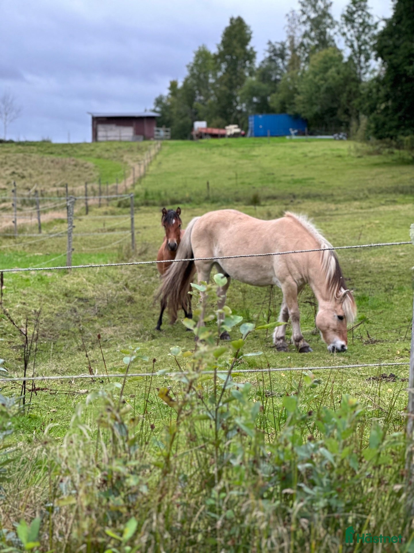  hästar Trygg och okomplicerad 16-årig fjordvalack - Annons 1