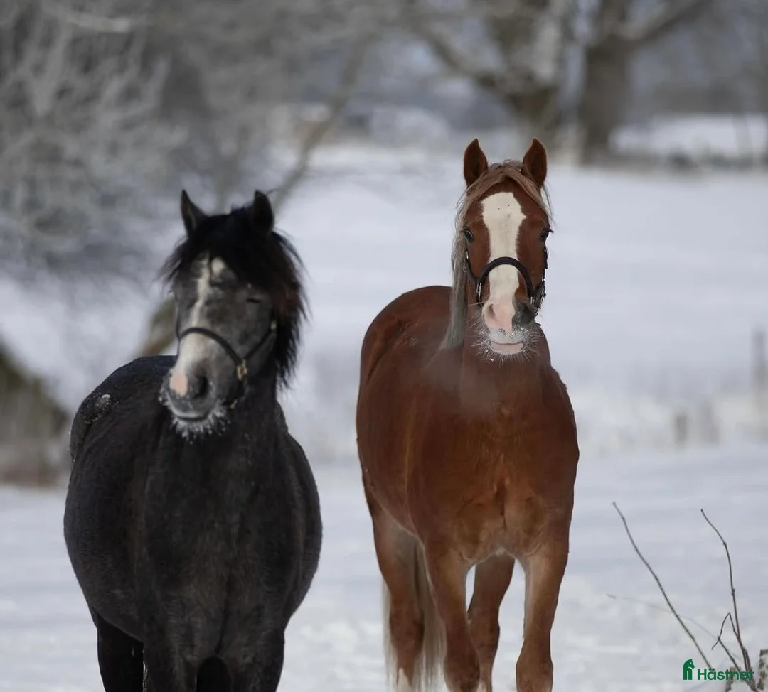 Avelshästar hästar till salu: Welshponny sec B sto 3 år - Annons 2